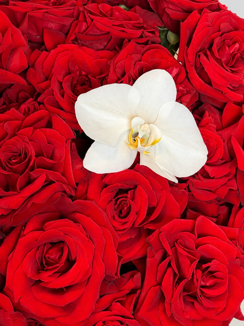 RED ROSES BOUQUET
