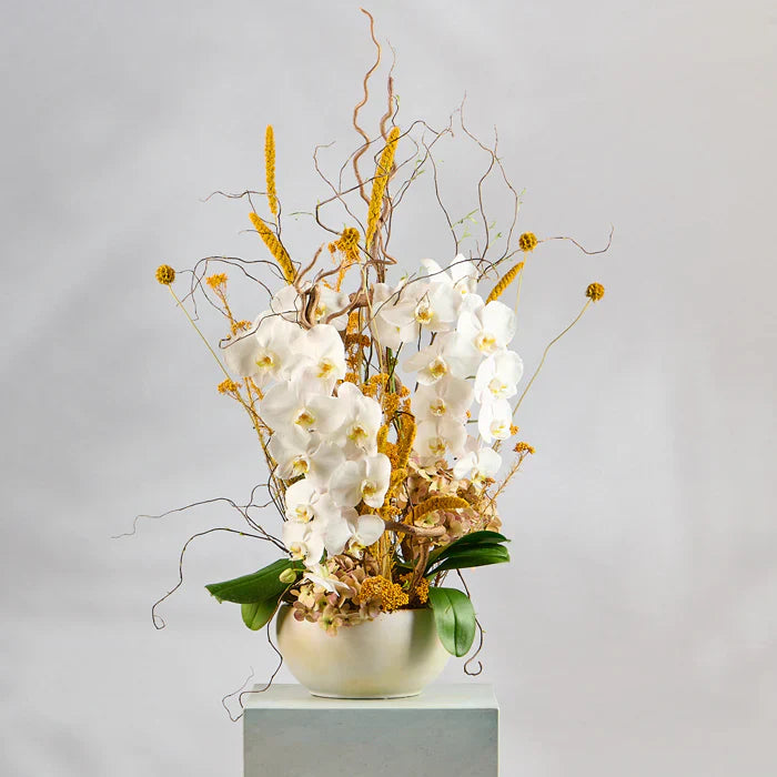 ORCHIDS COLLECTION