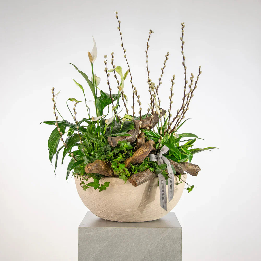 PLANTS FOR STYLISH SPACES