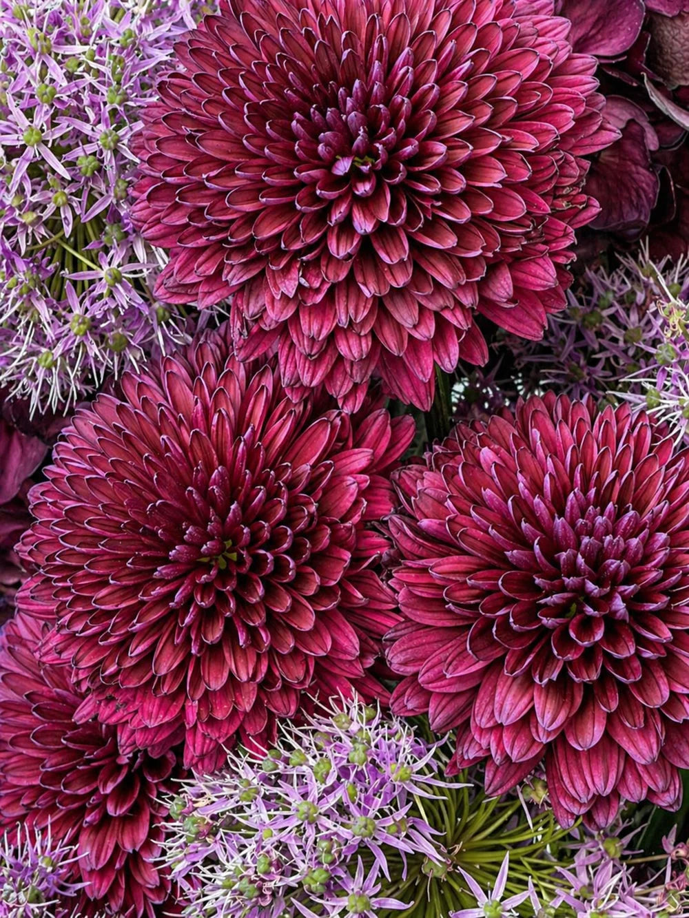 SEREIN BLOOM