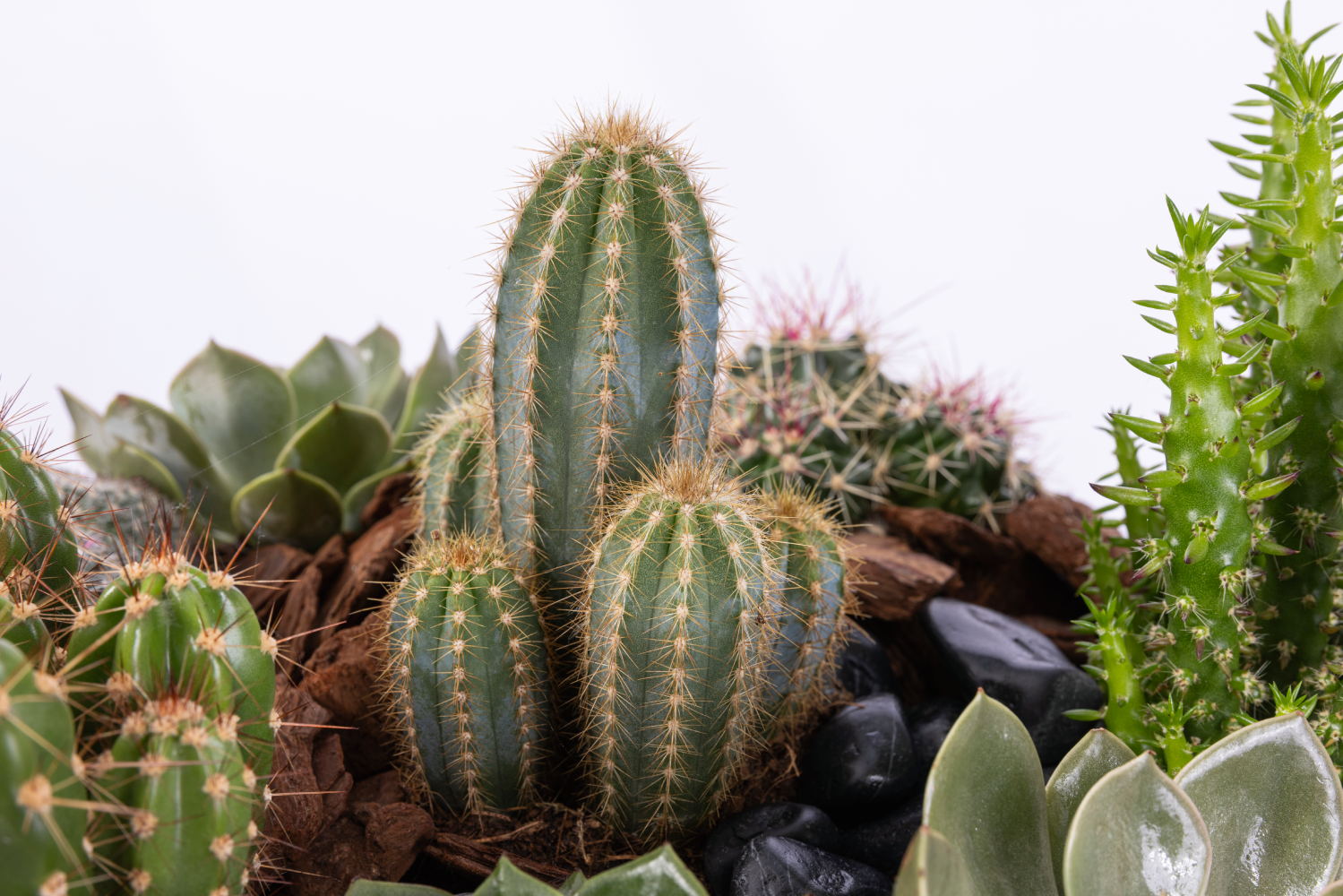 CACTUS BAY
