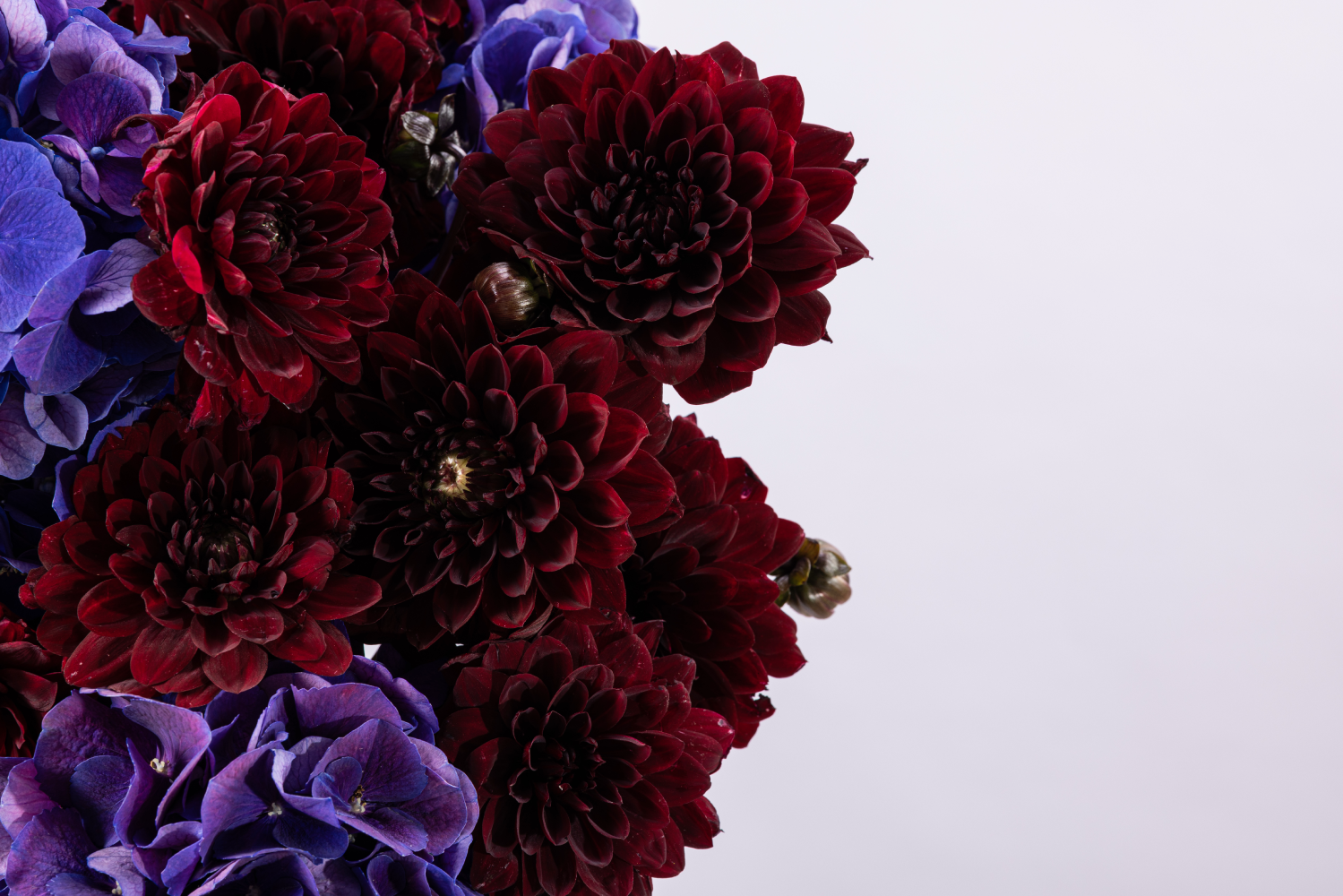 AUBERGINE BLOOM