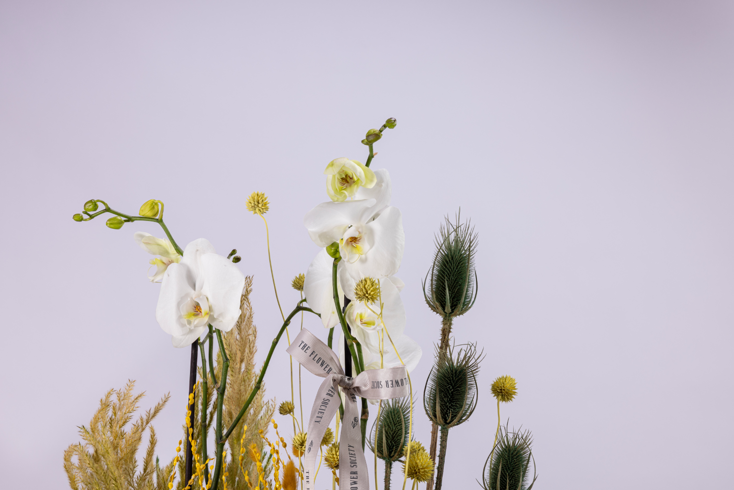 CETRINE DREAMS