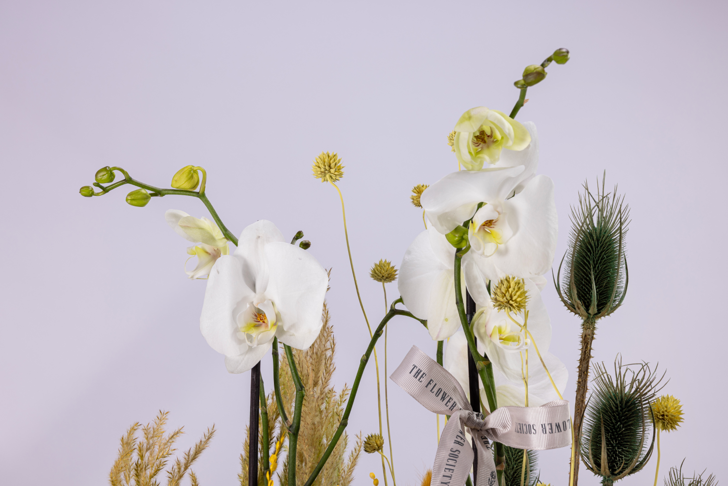 CETRINE DREAMS