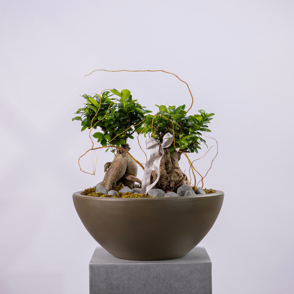 BONSAI GROVE