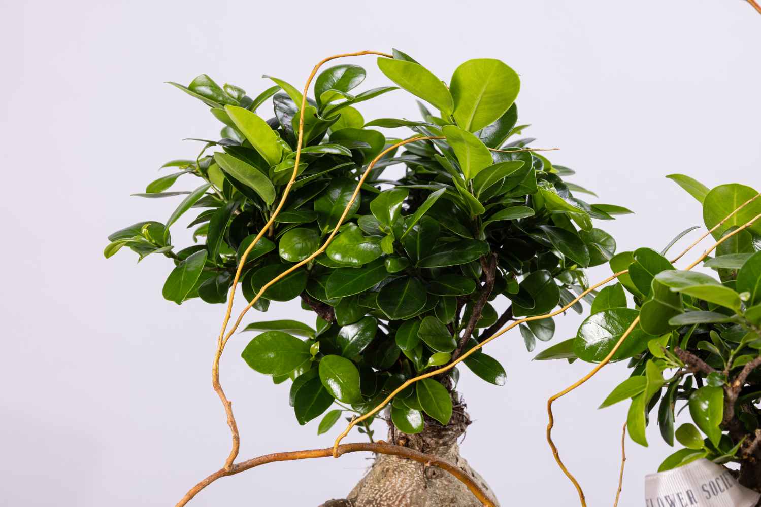 BONSAI GROVE