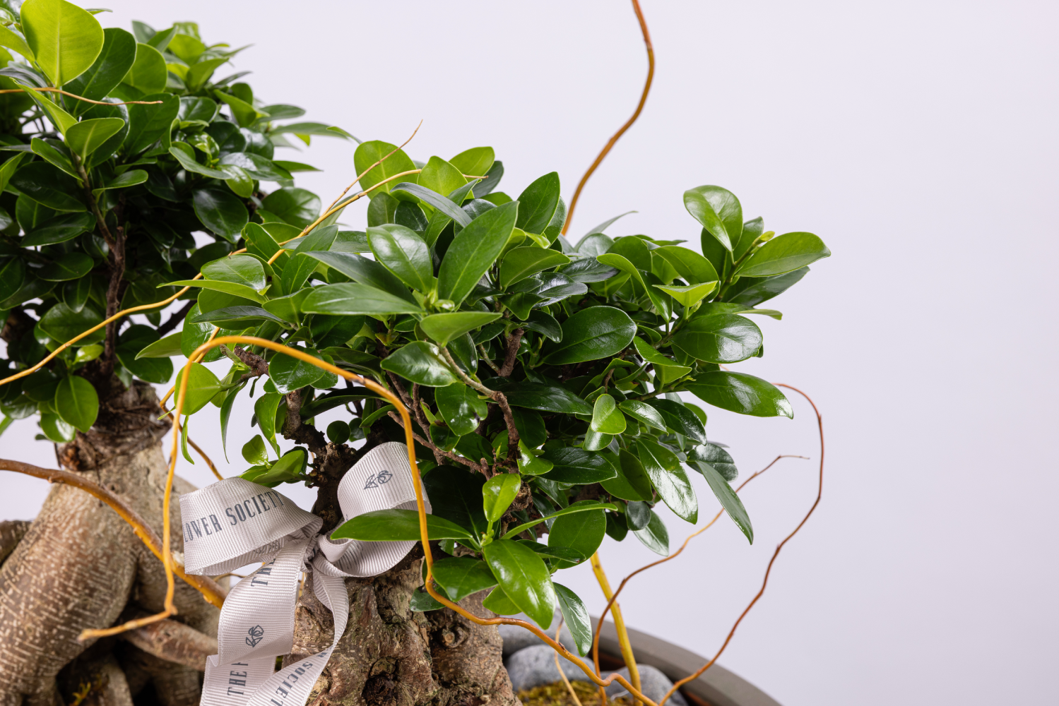 BONSAI GROVE