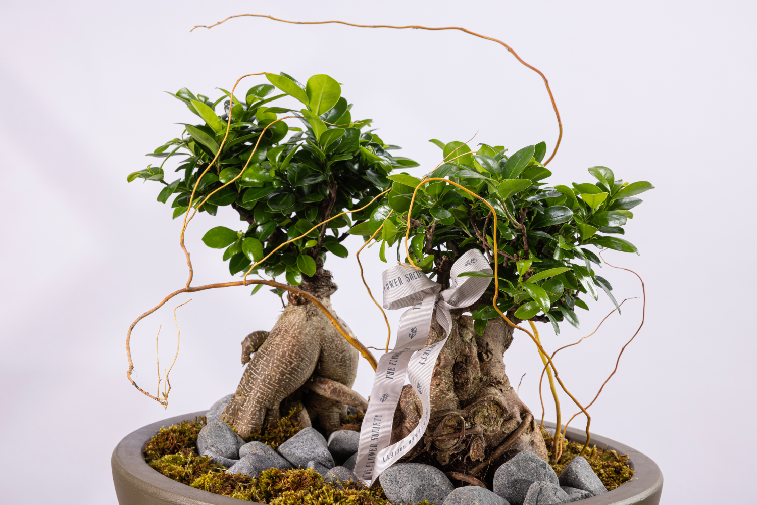 BONSAI GROVE