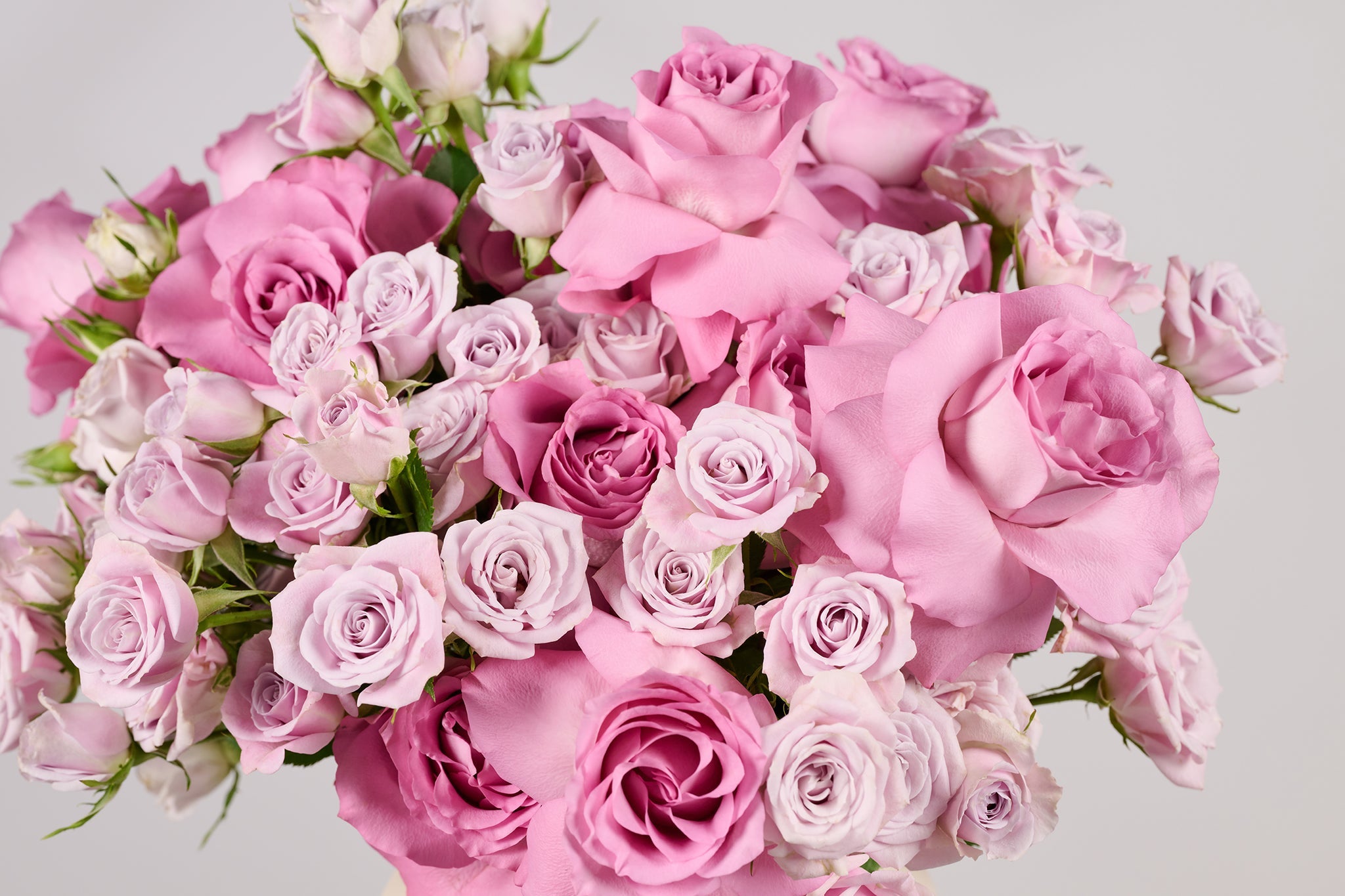 AUTUMN ROSE AFFAIR