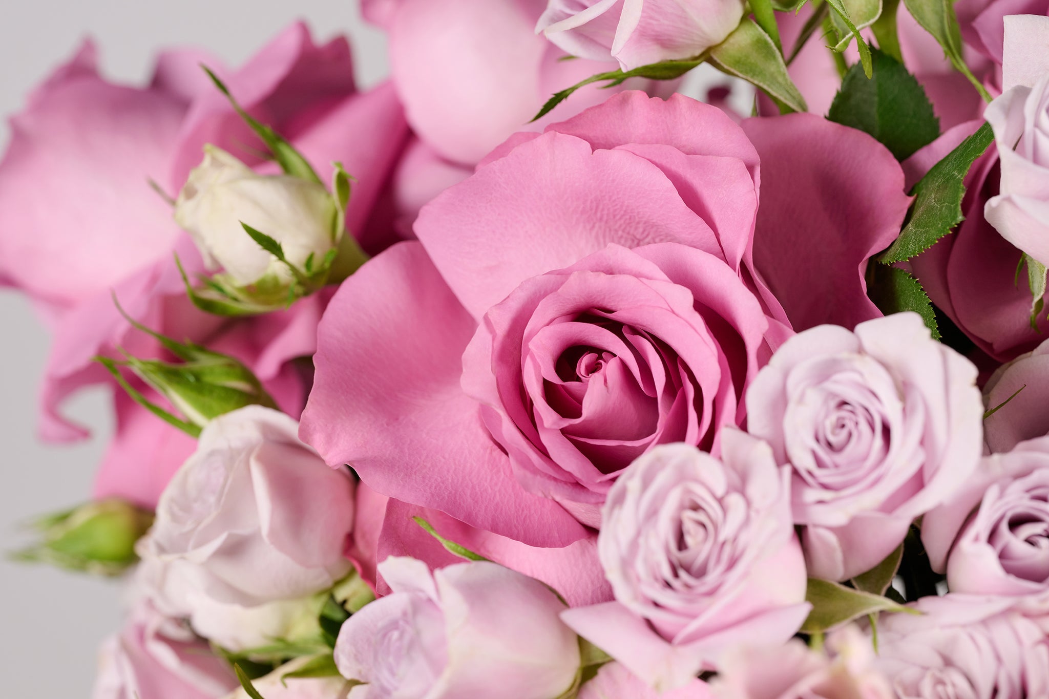 AUTUMN ROSE AFFAIR