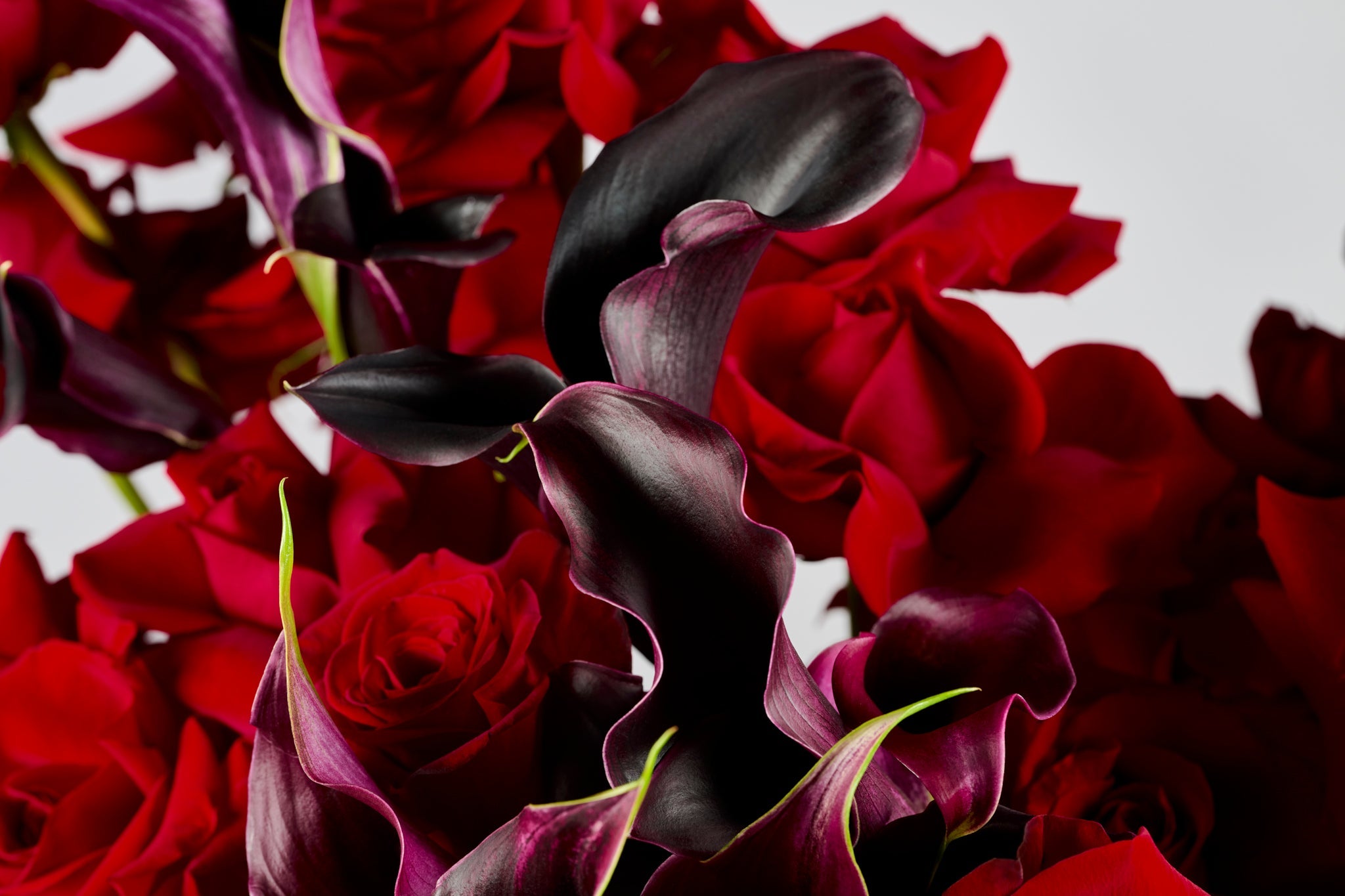 VOWS IN BLOOM