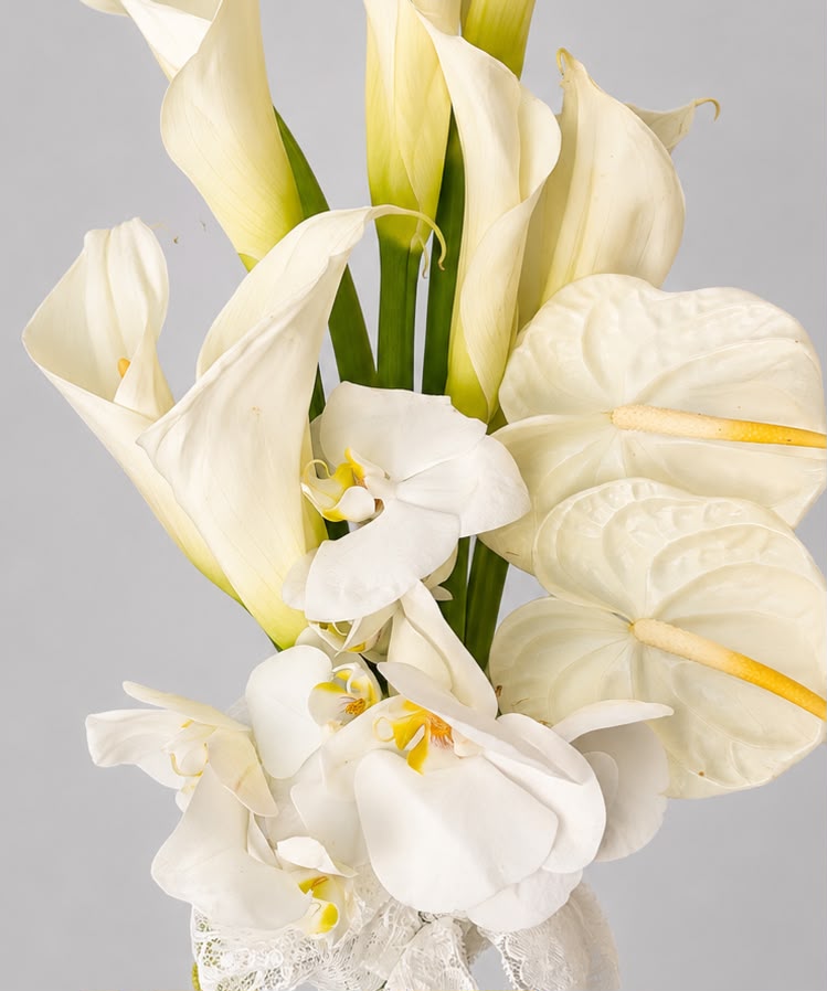 AMOUR BLANC