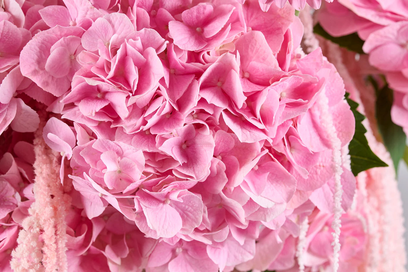 PINK POMELO