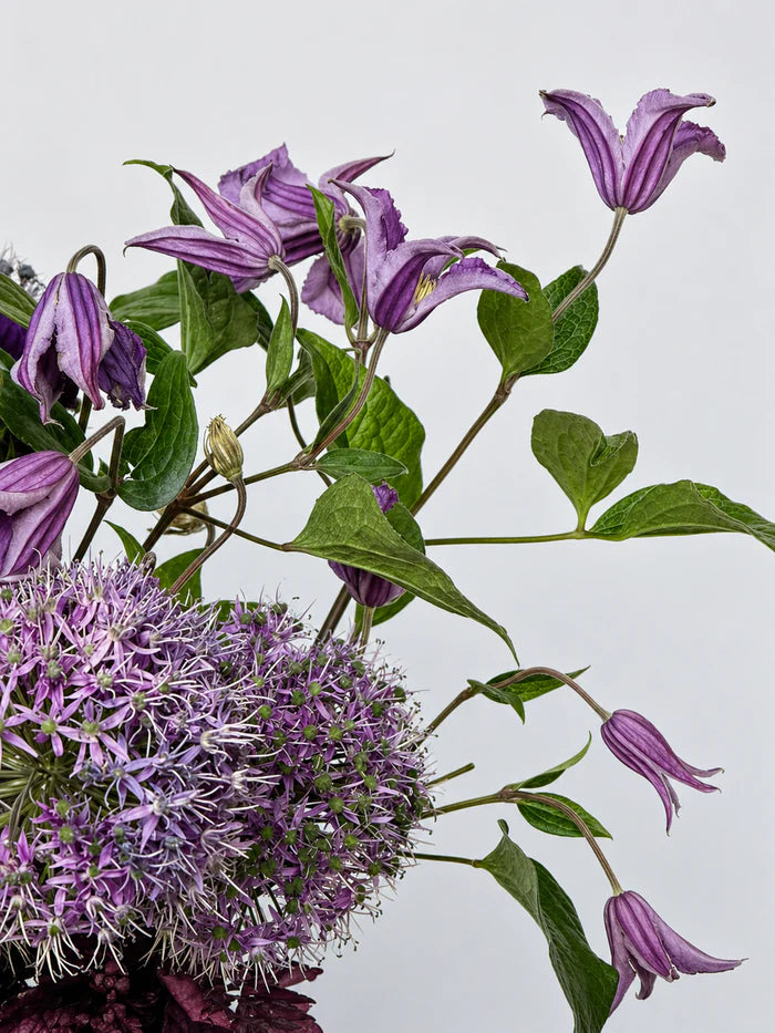 SEREIN BLOOM